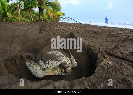 Tourists watching a female green turtle (Chelonia mydas) covering her nest in the early morning in Tortuguero National Park, Costa Rica. Stock Photo