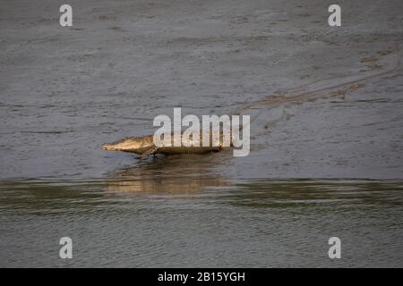 Salt water Crocodile inside the Sundarbans, the largest mangrove forest in the world. Bangladesh Stock Photo
