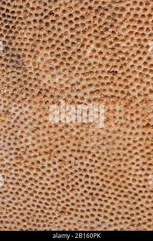 Dressed limestone megalith with carved thousands of holes abstract background texture from Mnajdra megalithic temple in Malta, between 3600 BC and 320 Stock Photo