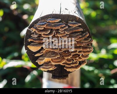 A close-range photo of set of mushrooms growing on a tree log on a blurry background Stock Photo