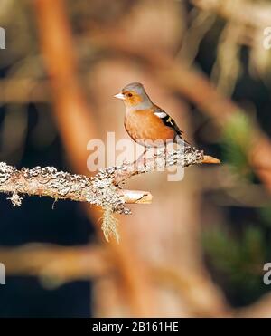 Chaffinch, Fringilla coelebs, male, sitting on branch with lichen in Cairngorms, Scotland, in winter Stock Photo