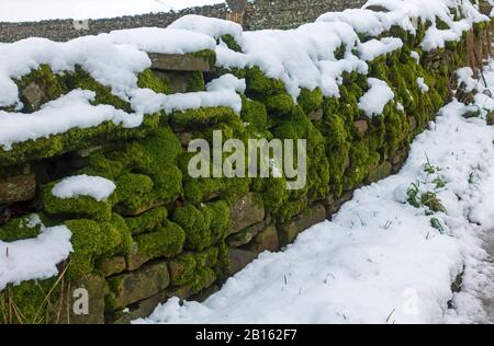 Moss covered dry stone wall in Yorkshire Dales National Park on a snowy morning Stock Photo