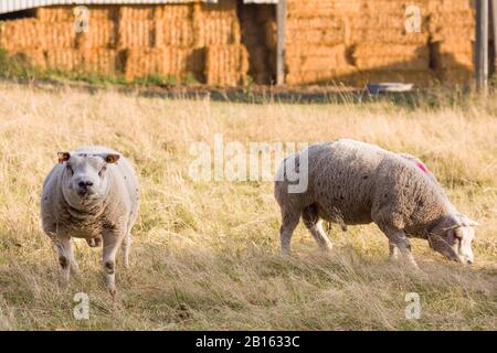 Sheep or rams, farm animals grazing in a field, UK Stock Photo