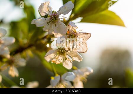 Background blooming beautiful white cherries in raindrops on a sunny day in early spring close up Stock Photo