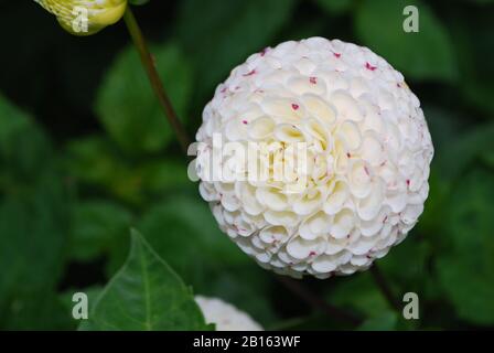White and Pink Dahlia Flower Stock Photo