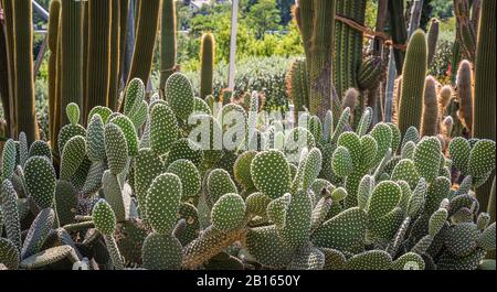 Opuntia microdasys also known as bunny ears or polka dot cactus. Garden of cactaceae plants.