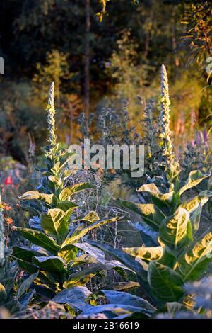 Verbascum thapsus,great mullein,common mullein,flower spikes,spires,dawn,sunrise,illuminate,garden,gardens,RM Floral Stock Photo