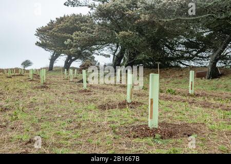 Tree Planting, Mourier Valley, St. John, Jersey, Channel Islands. Stock Photo