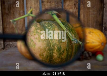 zucca e zucchine sotto lente di ingrandimento Stock Photo