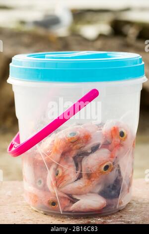 Plastic bucket with snapper, red bass fish, Essaouira, Morocco Stock Photo