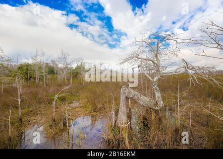 The very unique and beautiful 'Z Tree' located in the Dwarf Cypress Forest in Everglades National Park. Stock Photo