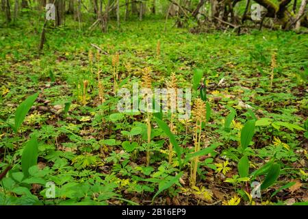 Monotropa hypopitys - called Dutchman's pipe, false beech-drops, pinesap, or yellow bird's-nest. Orchid plant brown blossom. Beautiful flower blooms i Stock Photo