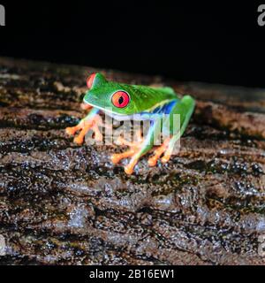 A very colorful red eyed tree frog sits on a log at night in a Costa Rica rainforest in La Fortuna near the Arenal volcano.