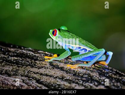 A very colorful red eyed tree frog sits on a log at night in a Costa Rica rainforest in La Fortuna near the Arenal volcano.