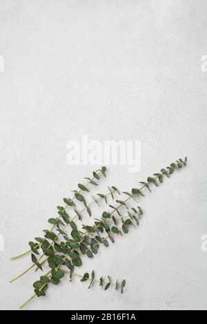 White stucco wall background with green leaves Stock Photo
