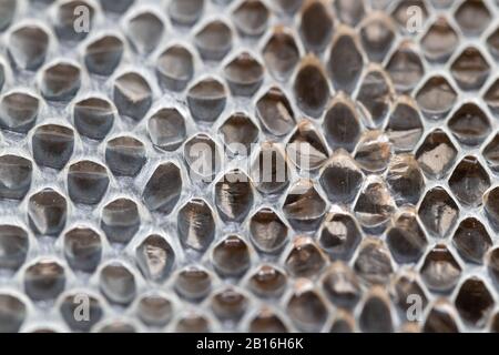Shed snake skin textured scale pattern close up Stock Photo