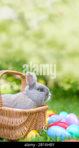 Easter bunny on spring green grass. Cute rabbit. Easter egg hunt with pet bunny. banner. Happy Easter greeting card with copyspace vertical 9x16. Sunb Stock Photo