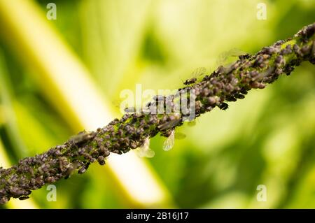 Black cherry aphid or cherry fly (Myzus cerasi) on the stem of the plant. Garden pests. Macro. Soft focus,defocused. Stock Photo