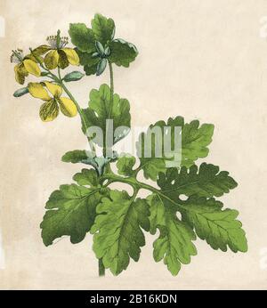 greater celandine, Chelidonium majus, Schöllkraut, Grande Chélidoine,  (botany book, 1879) Stock Photo