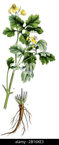 greater celandine, Chelidonium majus, Schöllkraut, Grande Chélidoine,  (botany book, 1909) Stock Photo