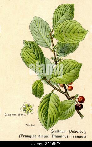 alder buckthorn, Frangula alnus Syn. Rhamnus frangula, Faulbaum, Bourdaine,  (botany book, ca. 1915) Stock Photo
