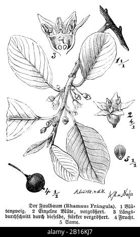 alder buckthorn, Frangula alnus Syn. Rhamnus frangula, Faulbaum mit Blüte und Frucht, Bourdaine, W. A[arland] u. Sohn und A. Lütke n.d.N. (botany book, 1888) Stock Photo
