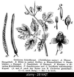 greater celandine, Chelidonium majus, Größeres Schöllkraut, Grande Chélidoine, anonym (botany book, 1884) Stock Photo