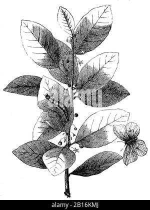 alder buckthorn, Frangula alnus Syn. Rhamnus frangula, Zweig des Faulbaumes, Bourdaine,  (encyclopedia, 1893) Stock Photo