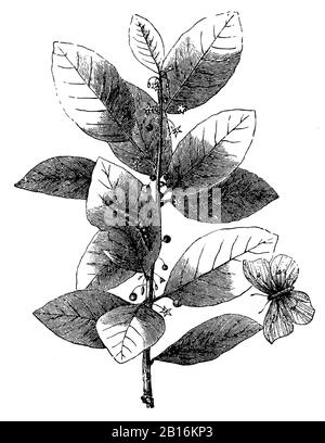 alder buckthorn, Frangula alnus Syn. Rhamnus frangula, Faulbaum, Bourdaine,  (biology book, 1903) Stock Photo