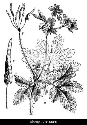greater celandine, Chelidonium majus, Schöllkraut, Grande Chélidoine,  (botany book, 1898) Stock Photo
