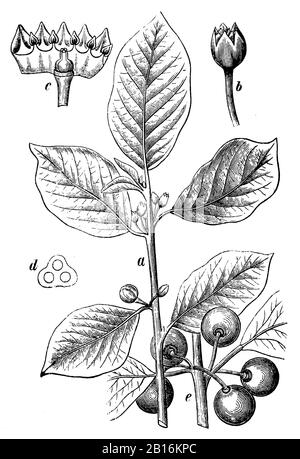 alder buckthorn, Frangula alnus Syn. Rhamnus frangula, Faulbaum, Bourdaine,  (botany book, 1898) Stock Photo