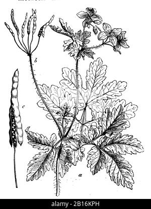 greater celandine, Chelidonium majus, Schöllkraut, Grande Chélidoine,  (botany book, 1902) Stock Photo