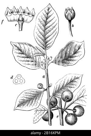 alder buckthorn, Frangula alnus Syn. Rhamnus frangula, Faulbaum, Bourdaine,  (botany book, 1902) Stock Photo
