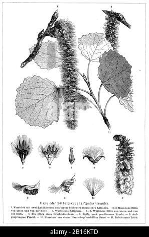 aspen, Populus tremula, Espe oder Zitterpappel, tremble,  (encyclopedia, 1888) Stock Photo