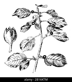 alder buckthorn, Frangula alnus Syn. Rhamnus frangula, Faulbaum, Bourdaine,  (botany book, 1910) Stock Photo