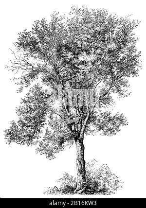 aspen, Populus tremula, Zitterpappel, tremble,  (encyclopedia, 1898) Stock Photo