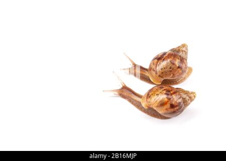 two snails crawl on a white background Stock Photo