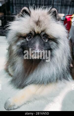 Dog Keeshond or Wolfspitz, close up portrait. Stock Photo
