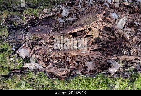 old rotten decaying tree overgrown with moss, in the forest, close-up Stock Photo
