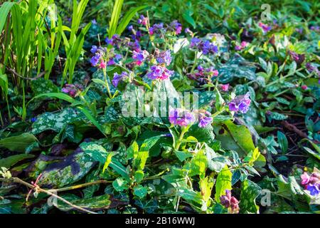 A clump of pink and purple flowers of lungwort Pulmonaria saccharata  in late afternoon sunshine  on a late winters day Stock Photo