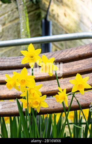 A cluster of daffodil narcissus flower heads against a background of close set wooden railings in a seat back Stock Photo