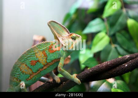green colorful chameleon sitting on the branch - wild animal close up view. Stock Photo