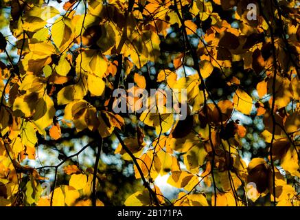 Golden autumn leaves glowing in backlight, seasonal forest canopy creating warmth, texture and natural tranquility Stock Photo