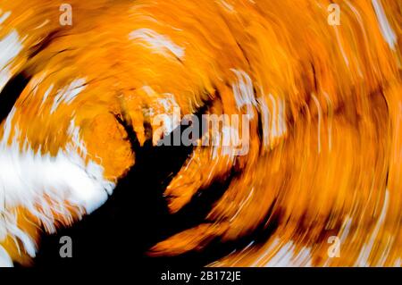 An abstract shot of a black maple in autumn made by shooting at a slow shutter speed while spinning the camera on it's axis. Stock Photo