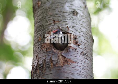 Chick woodpecker looks from a hollow. Birds Stock Photo