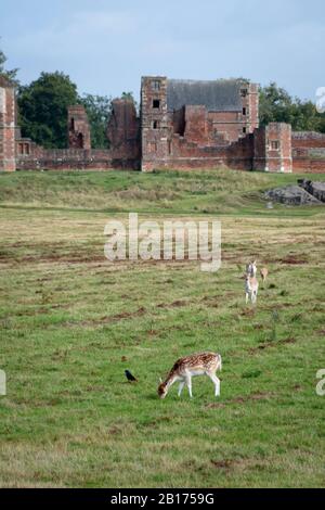 Group of fallow deer in the distance in a green meadow. Sunny day ...