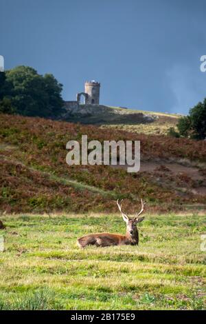 Red Deer stag at Bradgate Park, Charnwood Forest, Leicestershire, England.  'Old John Tower' in distance. Stock Photo