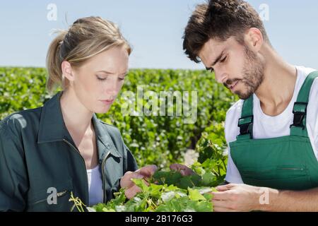 a couple and a garden center employees Stock Photo