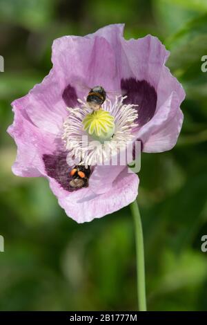 A Buff-Tailed Bumblebee (Bombus Terrestris) Lies on Its Back Beneath the Filaments of an Opium Poppy to Collect Pollen with a 2nd Bee In Flight Stock Photo