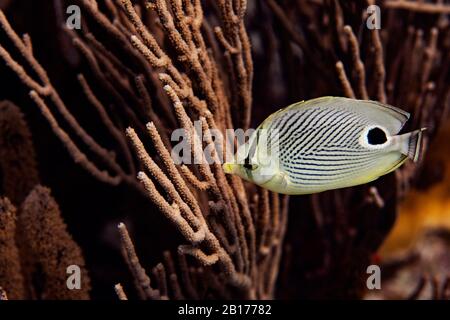 A foureye butterflyfish, Chaetodon capistratus, on the reef in Bonaire, The Netherlands. Stock Photo